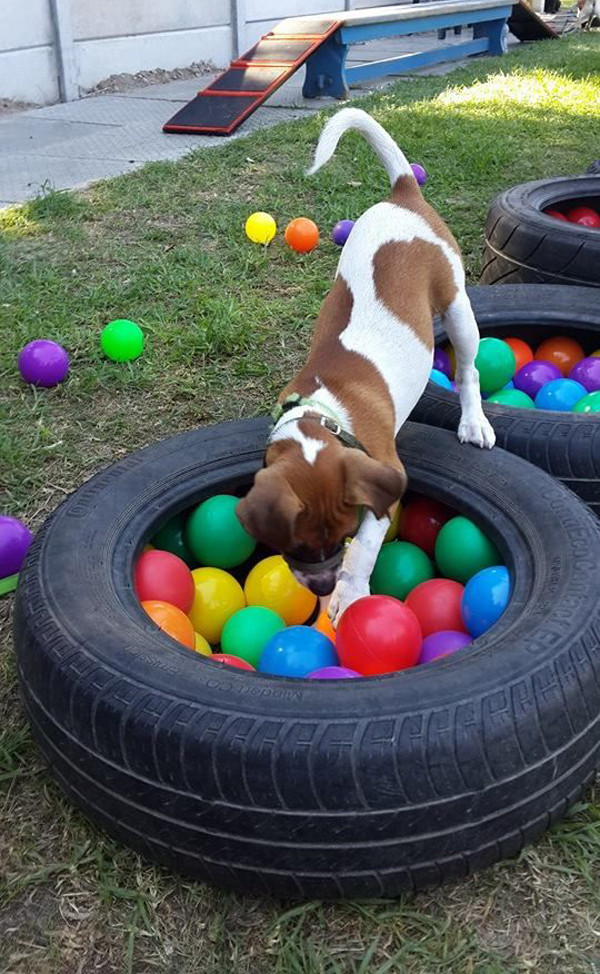 Dog Playground DIY
 diy dog playground with recycled old tire – HomeMydesign