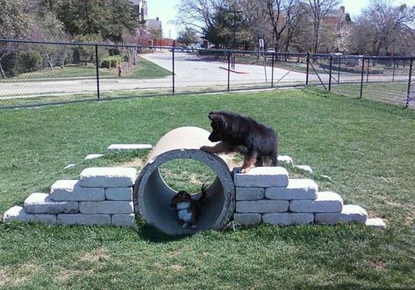 Dog Playground DIY
 34 Simple DIY Playground Ideas For Dogs