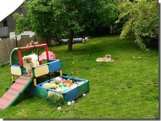 Dog Playground DIY
 backyard dog playground ideas Design and Ideas