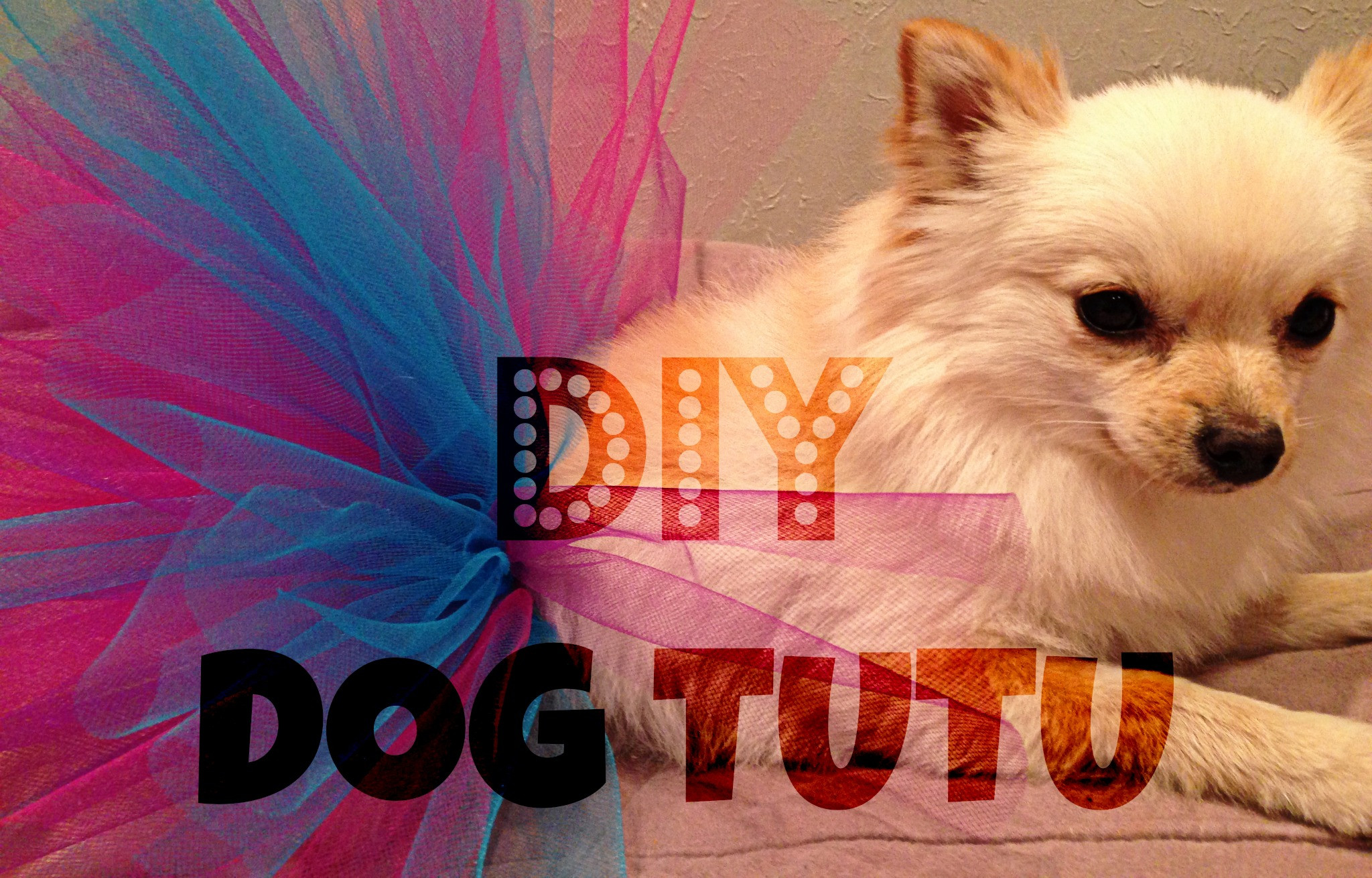 Dog Tutu DIY
 DIY DOG TUTU