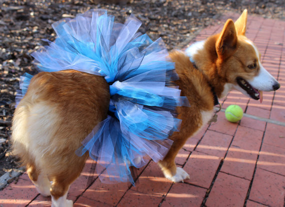 Dog Tutu DIY
 Throw on a tutu DIY Dog Halloween Costumes You Won t Be