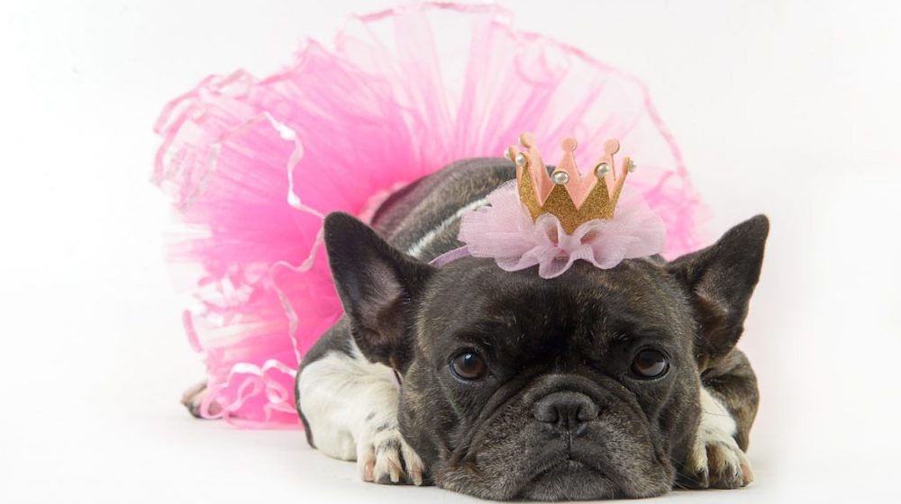 Dog Tutu DIY
 How to Make a Tutu for Dogs DIY Projects Craft Ideas & How