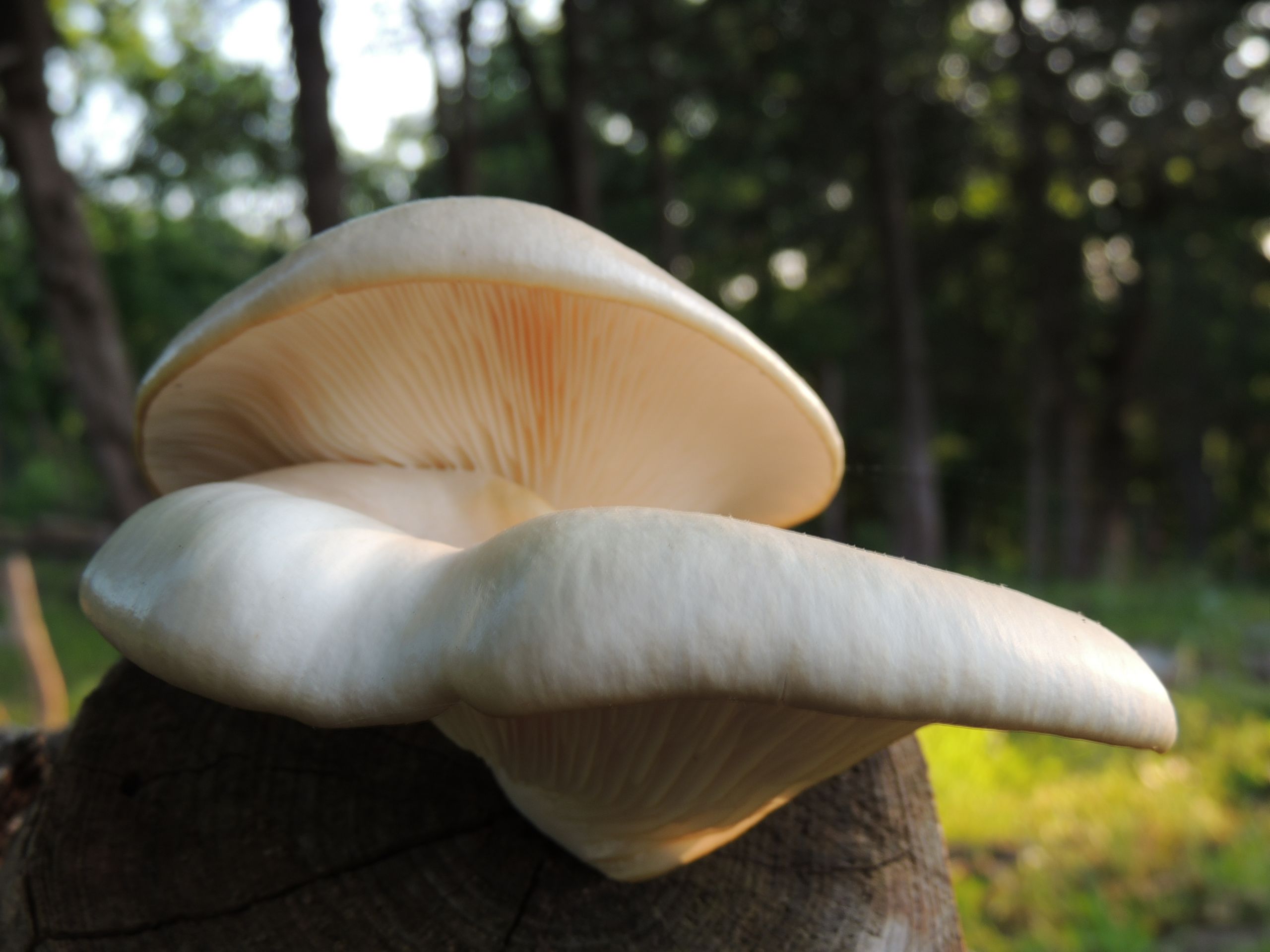 Fall Oyster Mushrooms
 Fall hunting… of a different sort – Osage Beach Farmers