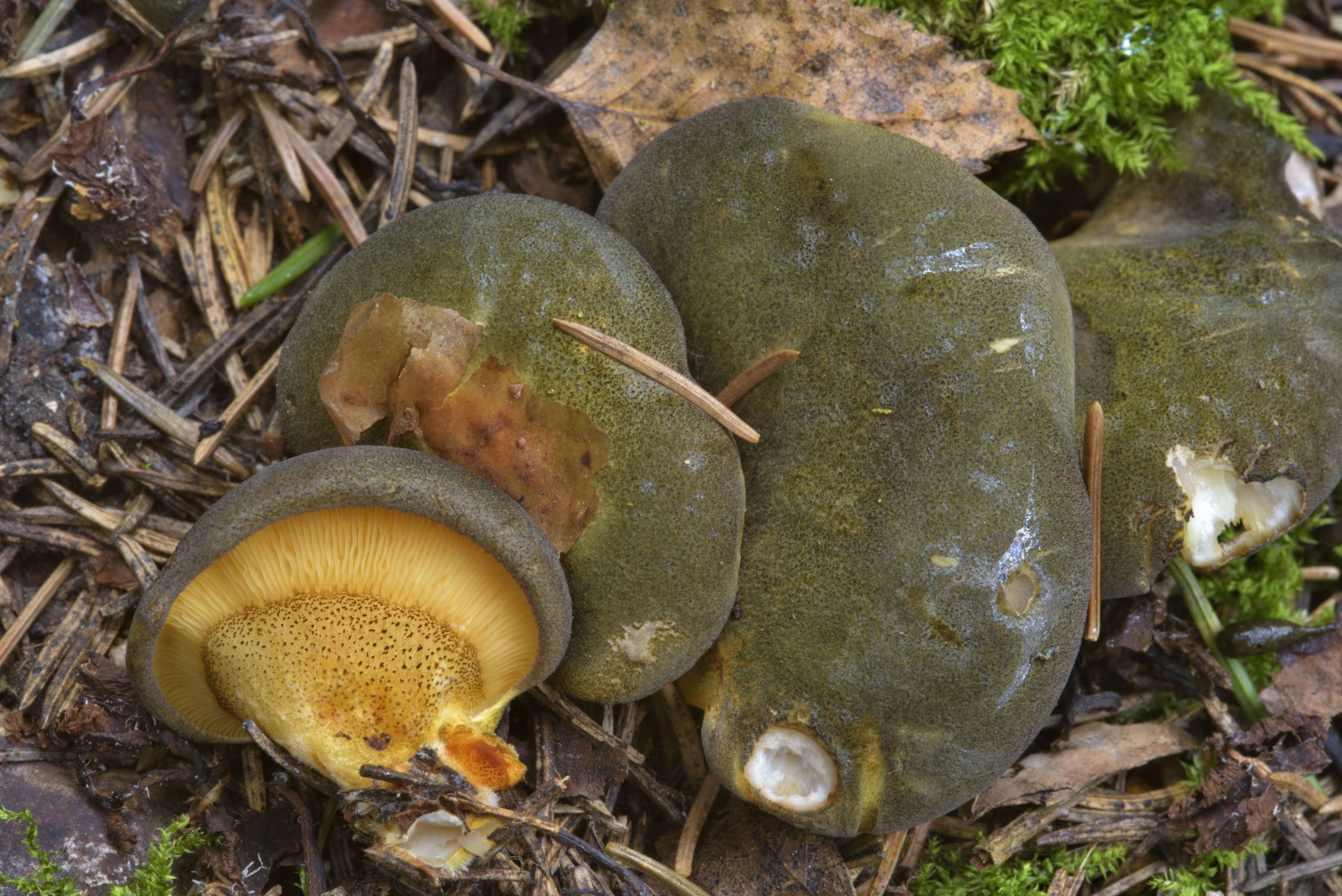Fall Oyster Mushrooms
 Late fall oyster Panellus serotinus mushrooms of Russia