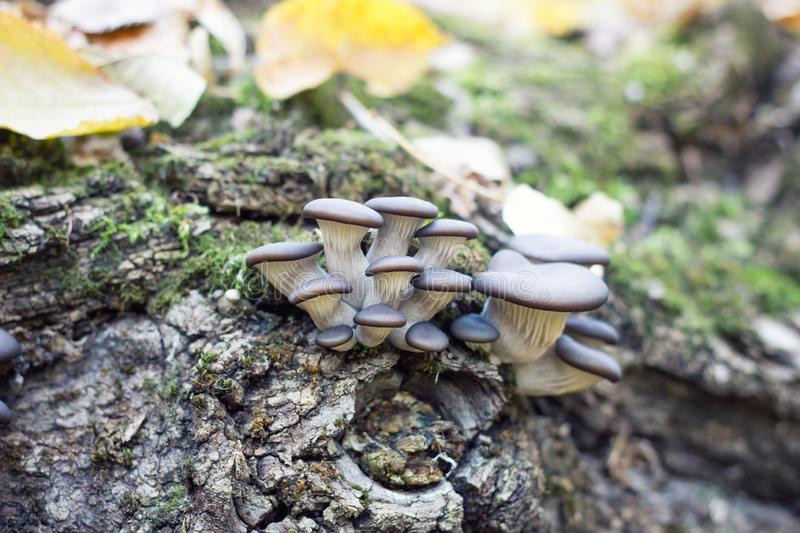 Fall Oyster Mushrooms
 Bunch Pleurotus Mushrooms Stock Image of