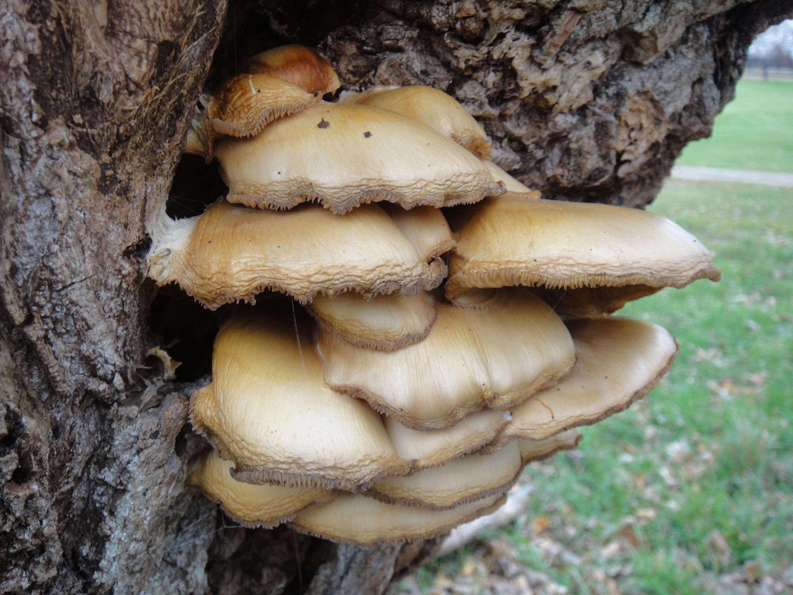 Fall Oyster Mushrooms
 wild mushrooms