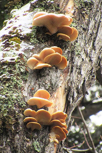 Fall Oyster Mushrooms
 Best 30 Fall Oyster Mushrooms Best Round Up Recipe