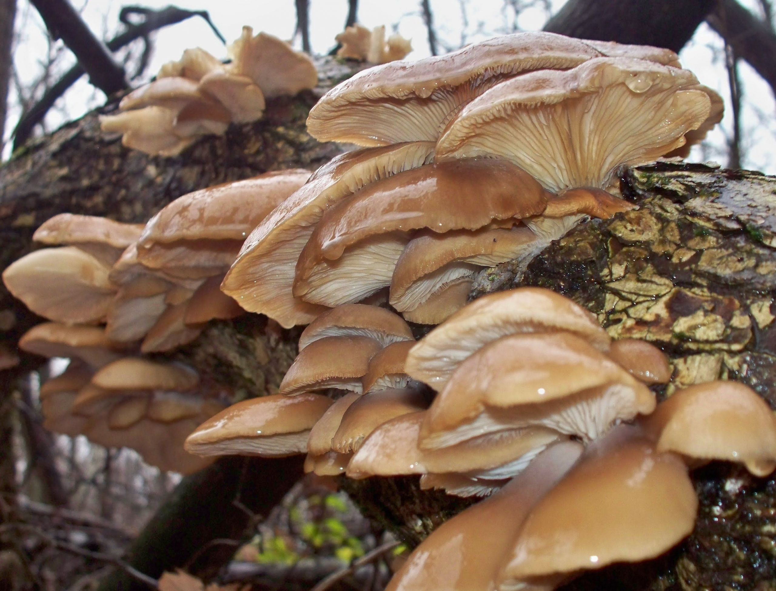 Fall Oyster Mushrooms
 Fall edible wild Oyster mushrooms Pleurotus Ostreatus in