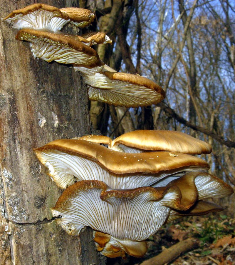 Fall Oyster Mushrooms
 30 Best Ideas Fall Oyster Mushrooms Best Diet and