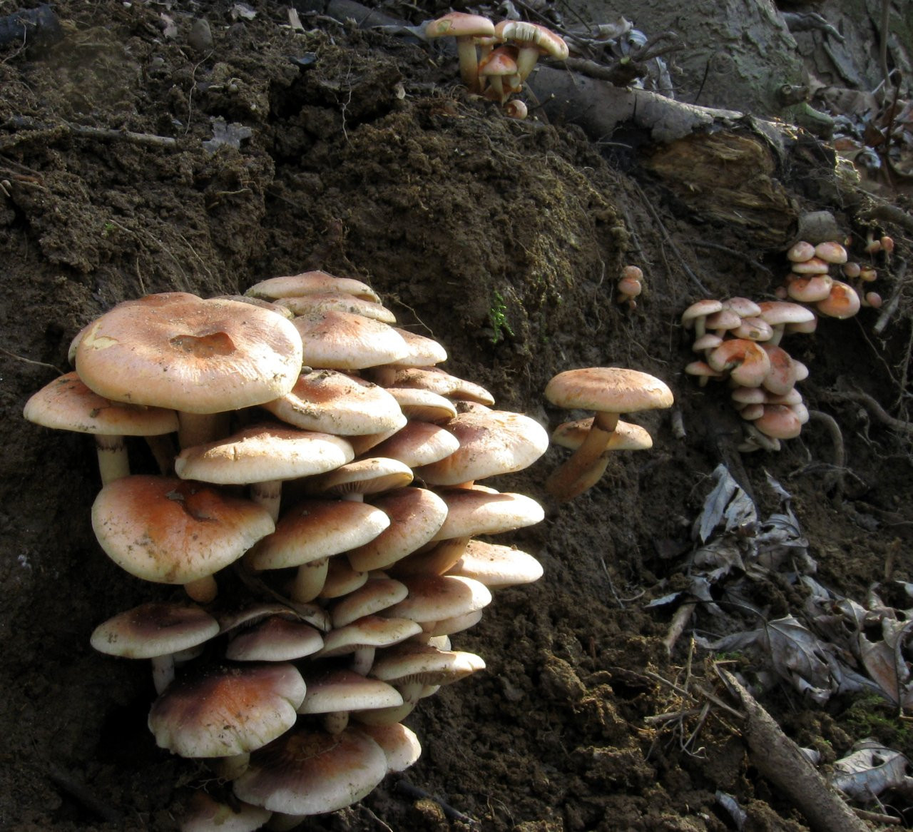 Fall Oyster Mushrooms
 The Best Ideas for Fall Oyster Mushrooms Most Popular