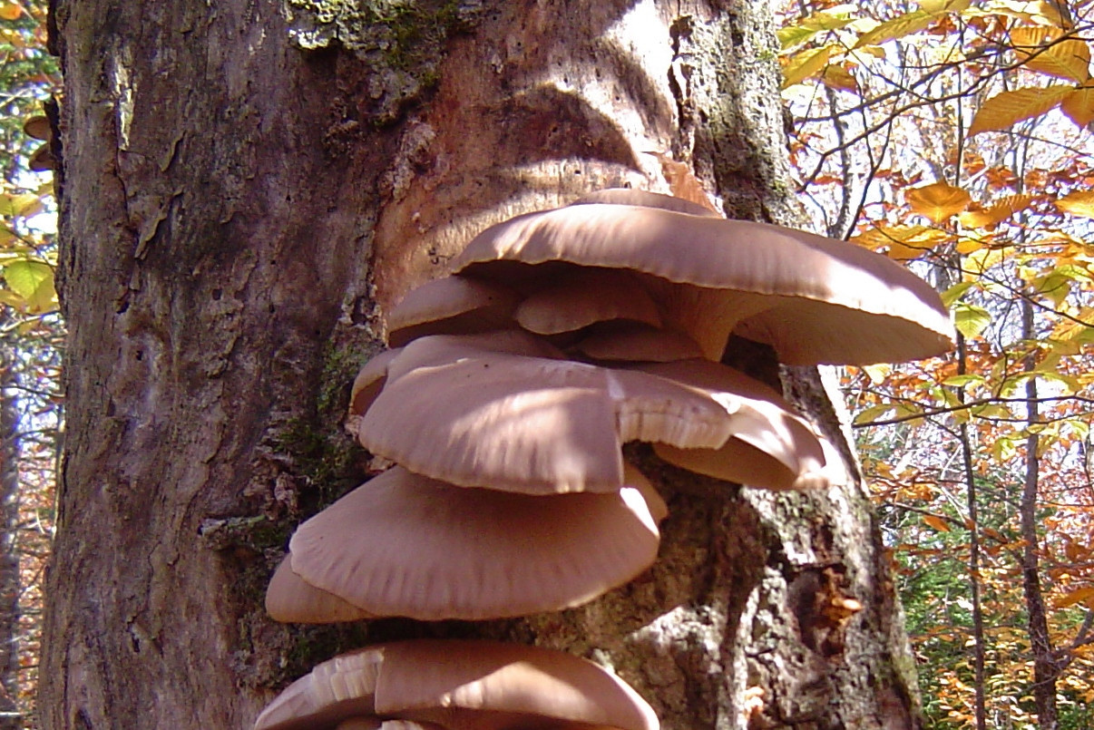 Fall Oyster Mushrooms
 wild oyster mushroom