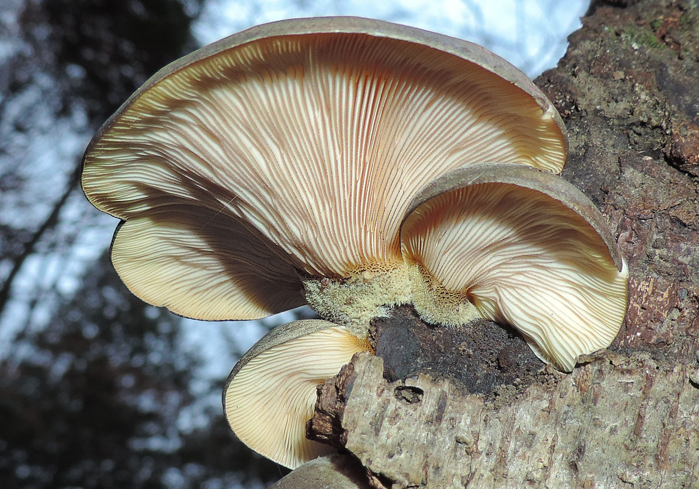Fall Oyster Mushrooms
 Is The Late Fall Oyster Mushroom Sar yxa serotina