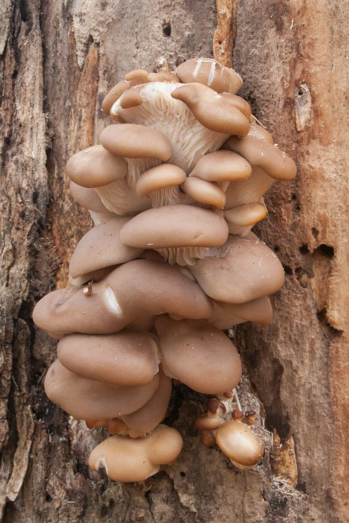 Fall Oyster Mushrooms
 Oyster Mushrooms aka Pleurotus ostreatus Backyard Forager