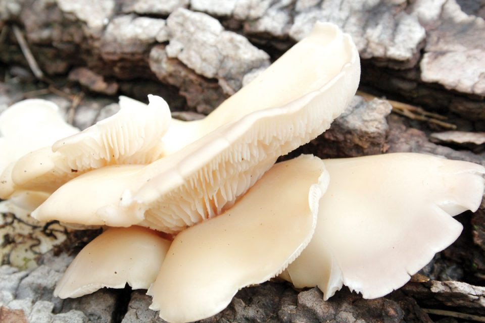 Fall Oyster Mushrooms
 Hunting Fall Oyster Mushrooms