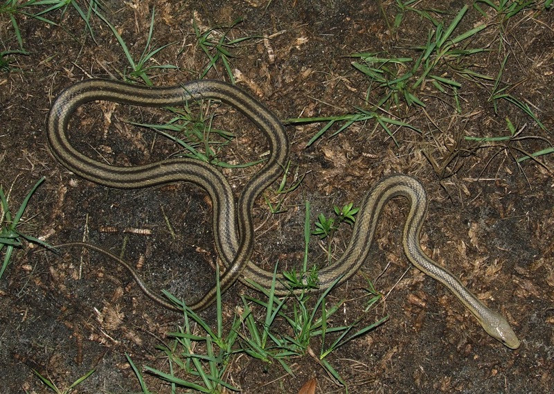 Florida Backyard Snakes
 Eastern Rat Snake