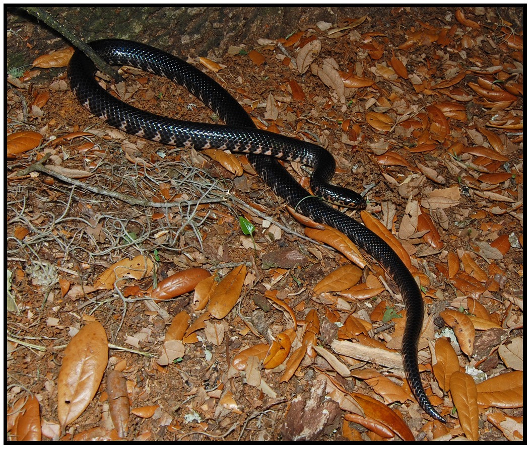 Florida Backyard Snakes
 Mud Snake