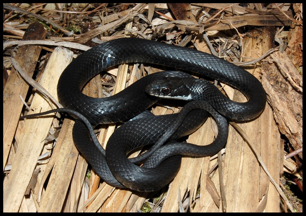 Florida Backyard Snakes
 Southern Black Racer