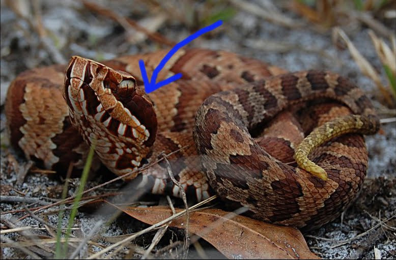 Florida Backyard Snakes
 Florida Backyard Snakes