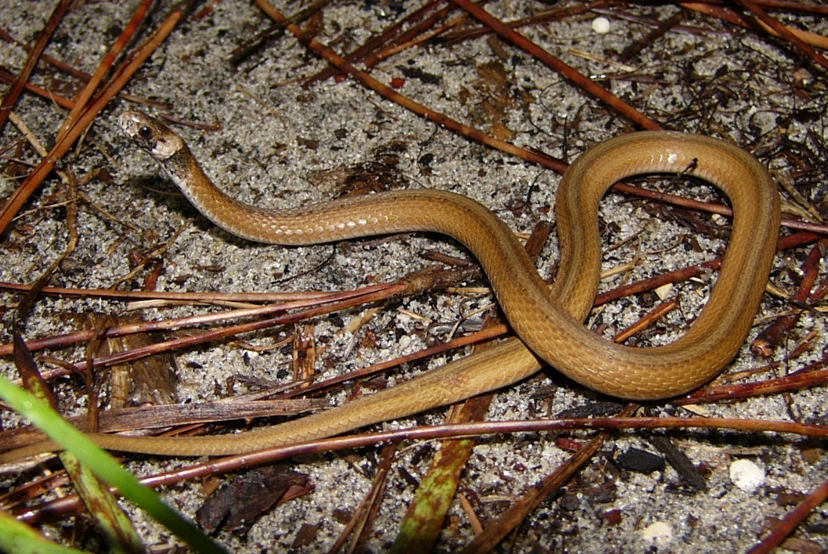 Florida Backyard Snakes
 Florida Brown Snake