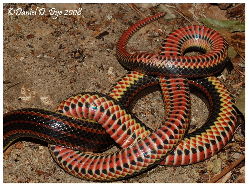Florida Backyard Snakes
 Rainbow Snake