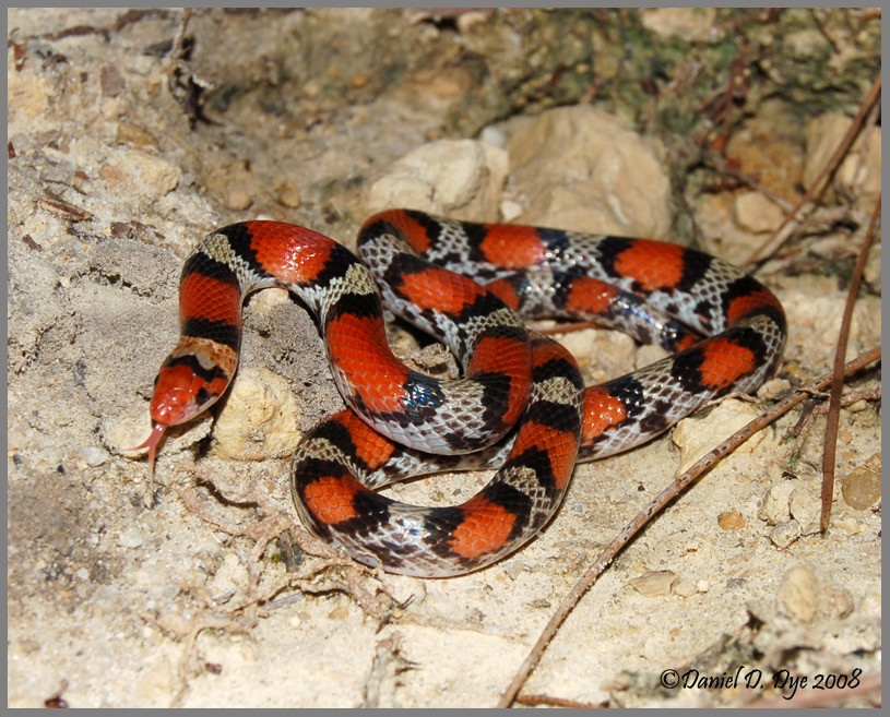 Florida Backyard Snakes
 Scarlet Snake