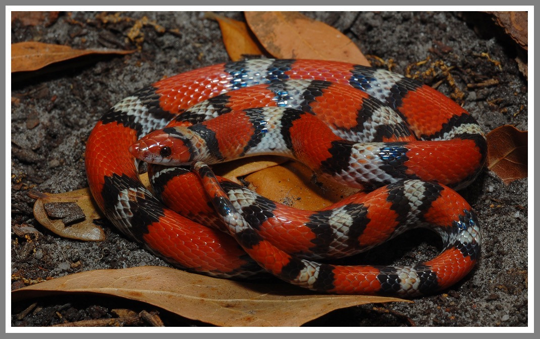 Florida Backyard Snakes
 Scarlet Snake