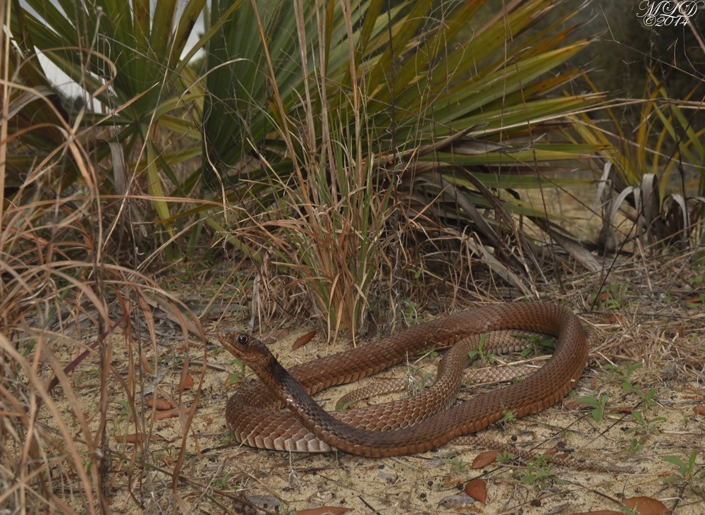 Florida Backyard Snakes
 Eastern Coachwhip Snake