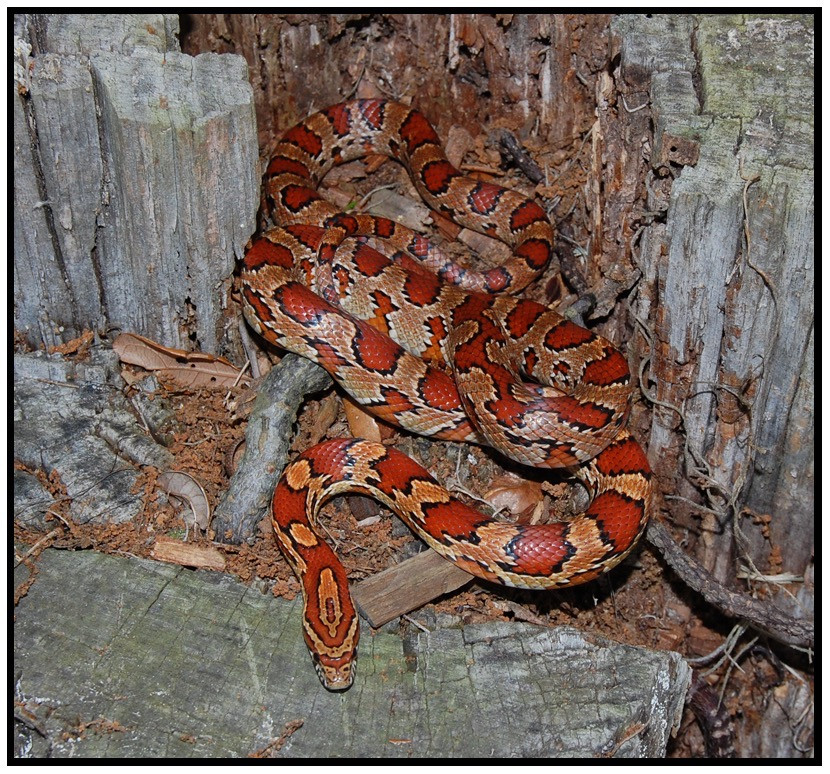 Florida Backyard Snakes
 Red Rat Snake Corn Snake