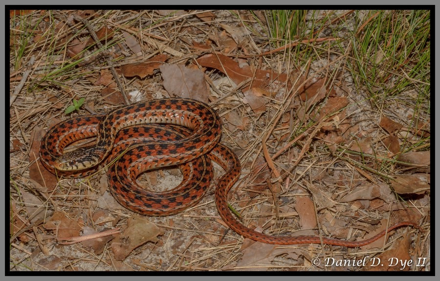 Florida Backyard Snakes
 Eastern Garter Snake