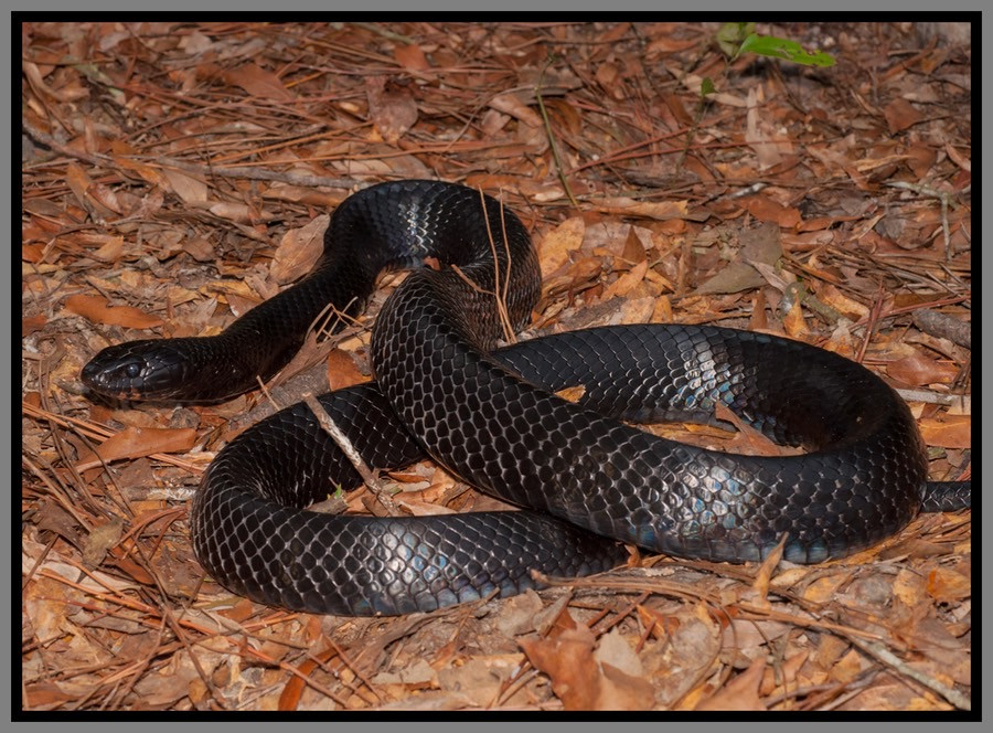 Florida Backyard Snakes
 Eastern Indigo Snake