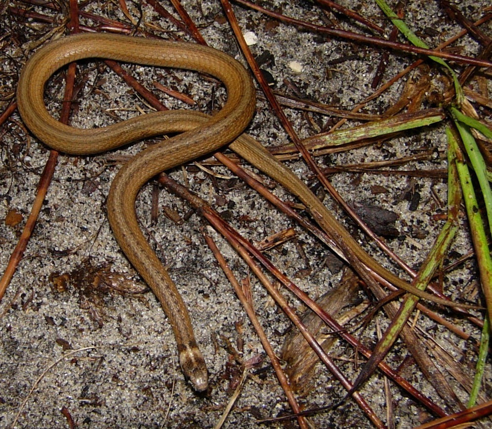 Florida Backyard Snakes
 Florida Brown Snake