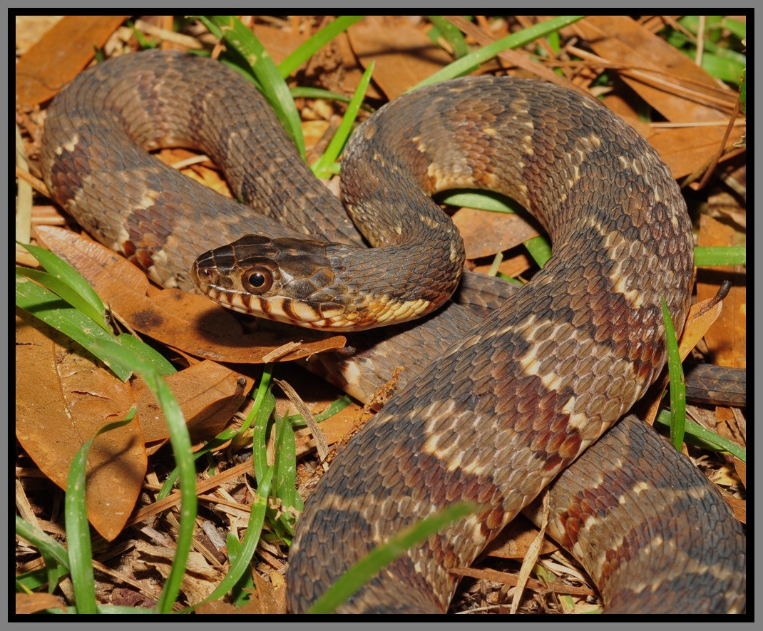 Florida Backyard Snakes
 Florida Watersnake & Banded Watersnake