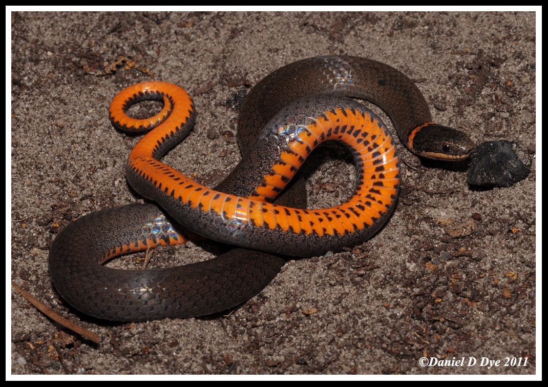 Florida Backyard Snakes
 Southern Ringneck Snake