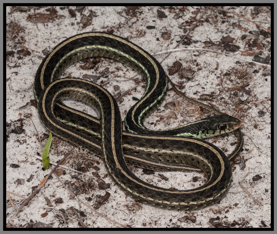 Florida Backyard Snakes
 Eastern Garter Snake