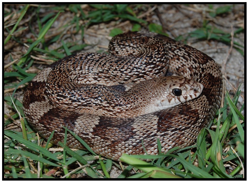Florida Backyard Snakes
 Florida Pine Snake