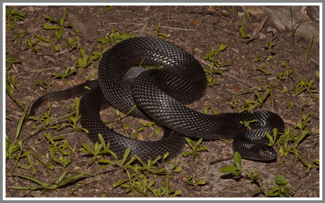 Florida Backyard Snakes
 Black Pine Snake