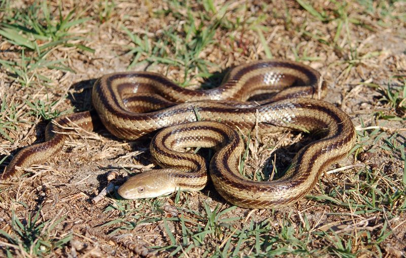Florida Backyard Snakes
 snakes Florida Backyard Snake