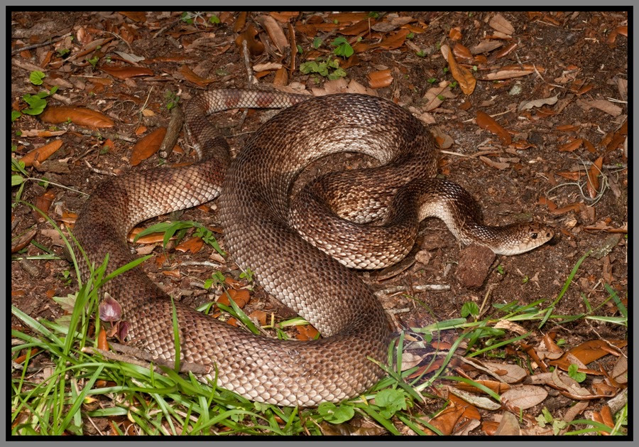 Florida Backyard Snakes
 Florida Pine Snake