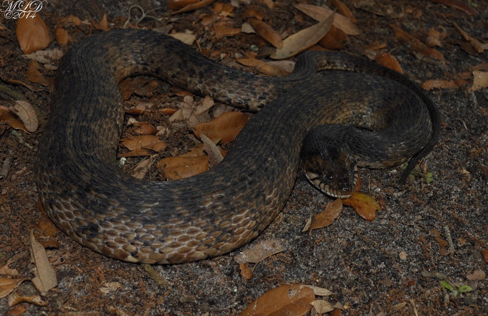 Florida Backyard Snakes
 Florida Watersnake & Banded Watersnake