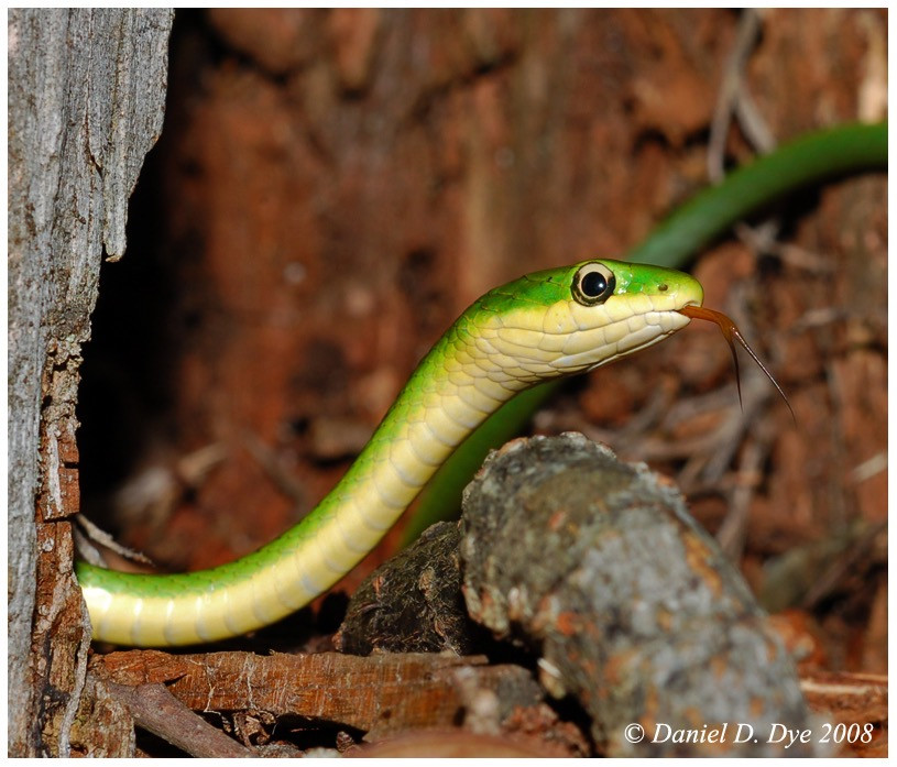 Florida Backyard Snakes
 Rough Green Snake