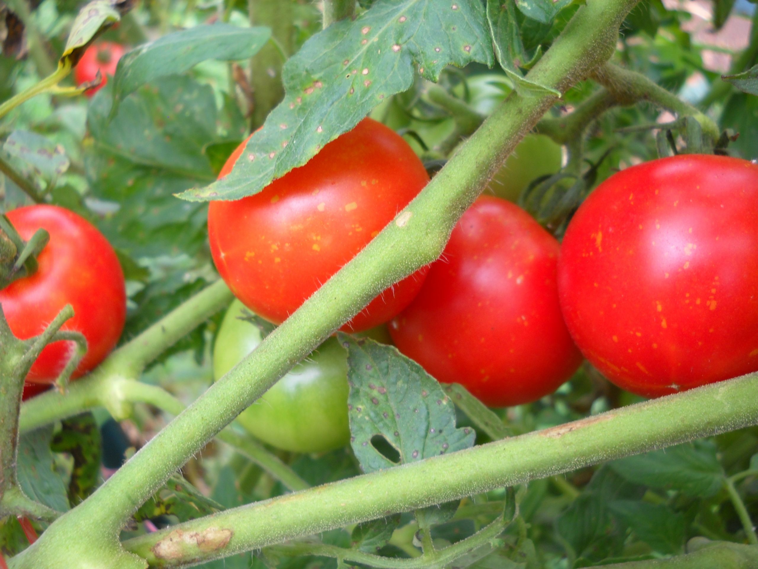 Fourth Of July Tomato
 Truth in Tomatoes Ruffled Feathers and Spilled Milk