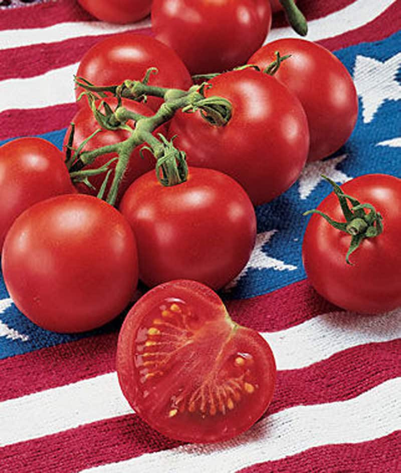 Fourth Of July Tomato
 45 Types Tomatoes A to Z Defined