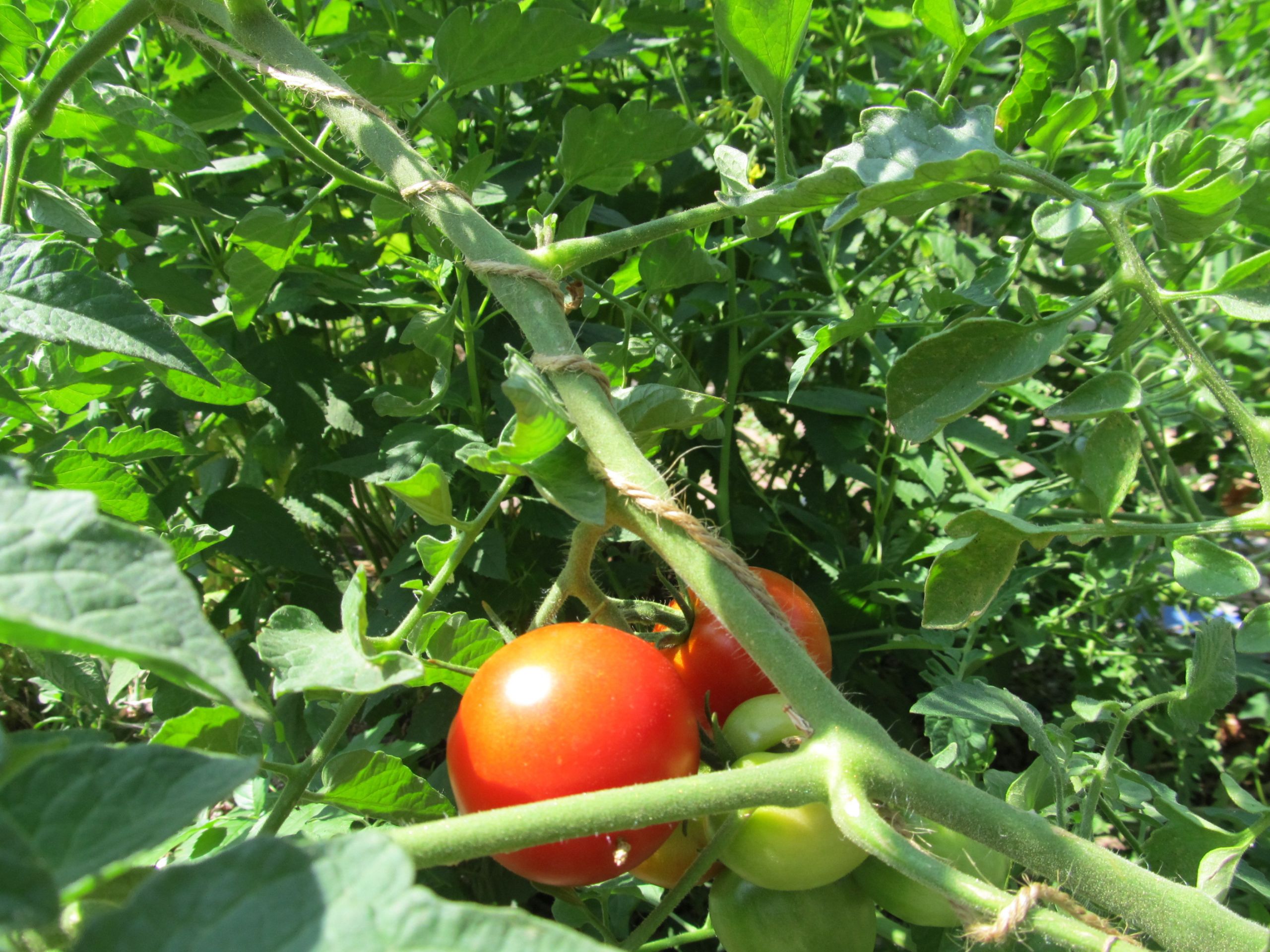 Fourth Of July Tomato
 Fourth of July Tomatoes