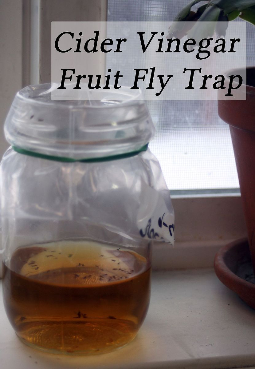 Fruit Fly Trap Apple Cider Vinegar
 Hometalk