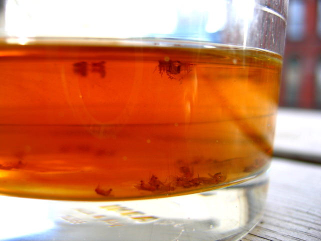 Fruit Fly Trap Apple Cider Vinegar
 How to Get Rid of Fruit Flies Using Household Items