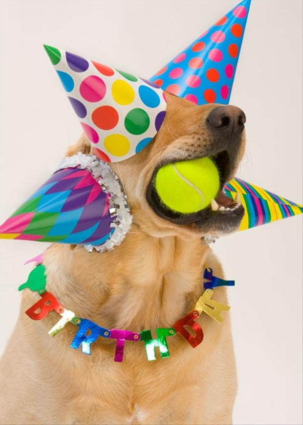 Funny Animal Birthday Cards
 funny birthday parties Dump A Day