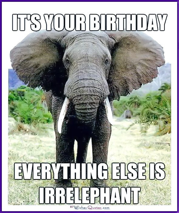Funny Animal Birthday Cards
 261 best Birthday Wishes Guru images on Pinterest