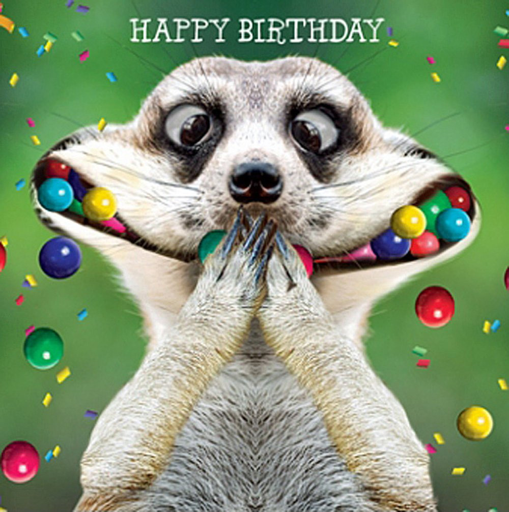 Funny Animal Birthday Cards
 Meerkat Birthday Card Oooo I Say Funny Greeting Card NEW