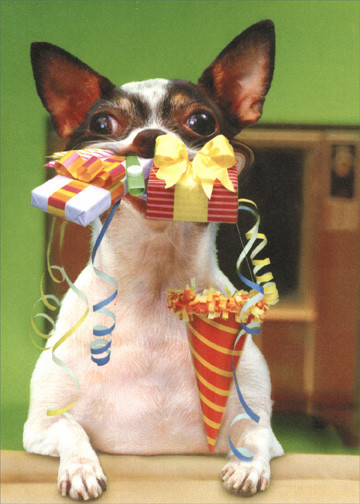 Funny Animal Birthday Cards
 Herfy Birthday Dog Funny Portal Birthday Card by Portal