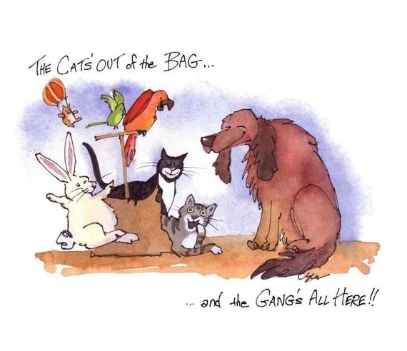 Funny Animal Birthday Cards
 Funny Pets Card Animals Birthday Card Dog Cat Bunny Rabbit